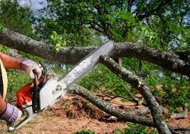 Best Fruit Tree Pruning  in Warr Acres, OK