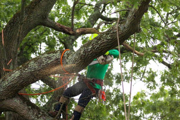 Best Arborist Consultation Services  in Warr Acres, OK